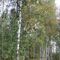 Сентябрь :: Наталья Герасимова Сентябрь :: Наталья Герасимова