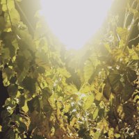 15  ОПЕН (71) :: OPEN WAYS ALL
