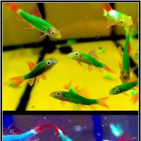Аквариумные рыбки:  Лабео «GloFish»
