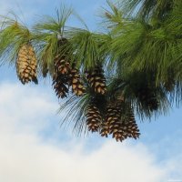 Ветка с шишками