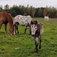 В полях Яви Нави. :: Ольга В полях Яви Нави. :: Ольга