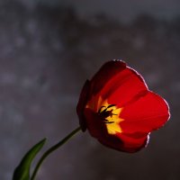 Тайная история апрельского тюльпана.