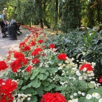 В дендрарии :: Елена Шаламова