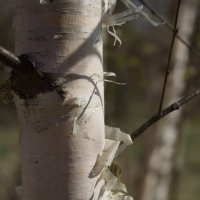 Как всегда - прекрасная березка и солнечный свет :: Дмитрий *