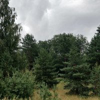 Пасмурно :: Наталья Герасимова