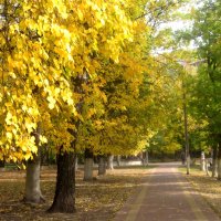 В золотую осень :: Елена Семигина В золотую осень :: Елена Семигина