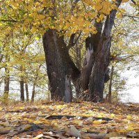Природа :: Андрей Л. В. Природа :: Андрей Л. В.