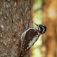 Three‑toed woodpecker | 15