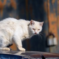 На крыше машины :: Алексей Трифонов На крыше машины :: Алексей Трифонов
