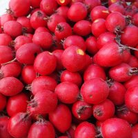 Уродился ныне боярышник!