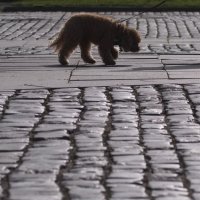 ещё бы погулять