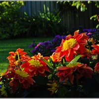 цветы