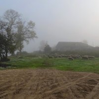 Утро туманное