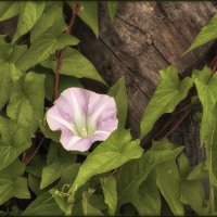Серия "Цветы и дерево".
