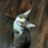 Коте... :: Юрий Моченов Коте... :: Юрий Моченов