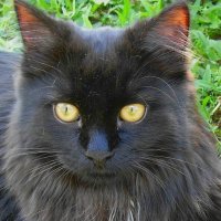Черный котик