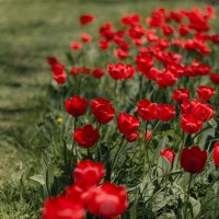Апрель тюльпановый, воспетый слогом алым.