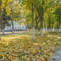 Разноцветная осень ...