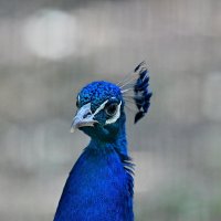 Приходи на меня посмотреть... :: Николай Саржанов