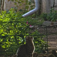 Тетя, тетя кошка, Выгляни в окошко! Есть хотят котята. Ты живешь богато. Обогрей нас, кошка, Покорми :: Giant Tao / Тетя, тетя кошка, Выгляни в окошко! Есть хотят котята. Ты живешь богато. Обогрей нас, кошка, Покорми :: Giant Tao /