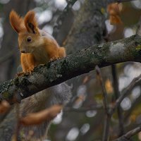 Природа :: Игорь Протасов Природа :: Игорь Протасов