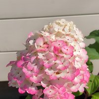 Радует цветением гортензия.
