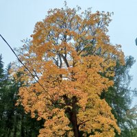 Осень