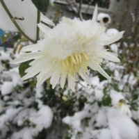 такой разный ноябрь :: Елена Шаламова такой разный ноябрь :: Елена Шаламова