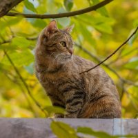Сентябрьский кот...