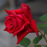Цветы