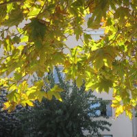 зарисовка :: Елена Шаламова