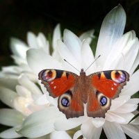 Ботсад МГУ 27 сентября