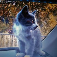 котик в авто