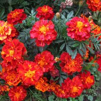 Красота