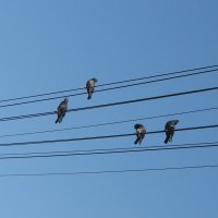 Ноты
