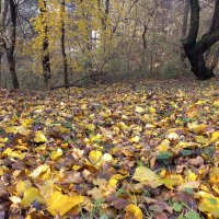 Осень в лесу :: Милорад 