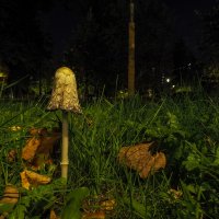 Природа в Городе :: юрий поляков Природа в Городе :: юрий поляков