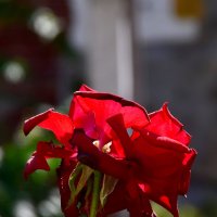 Природа