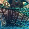 pterois volitans :: Rasul Narimon o'g'li