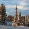 В сибирской тайге :: Алексей Мезенцев