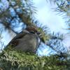 воробей полевой {Passer montanus} :: Александр Кольцов