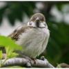 воробей полевой (птенец) {Passer montanus} :: Александр Кольцов