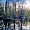 Луч солнца золотого.... :: Лия ☼