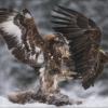 FIGHT :: Влад Соколовский