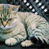 Милый котик :: Георгиевич 