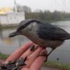 Поползень :: Сапсан 