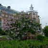 Сирень :: Лютый Дровосек