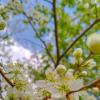 Красотка вишня :: Анастасия Логинова