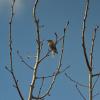 Willow Warbler | 2 :: Sergey Sonvar