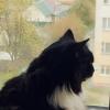 Весна. Хмурая погода. :: Валентса Левиль